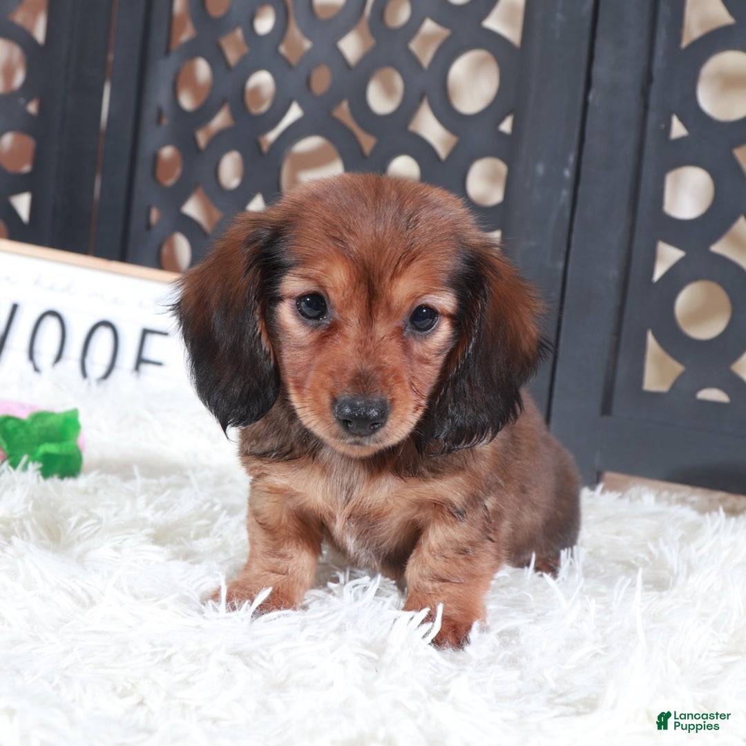 Miniature Dachshund dogs for sale: Miniature Dachshund Puppy Roxy - Ad 3