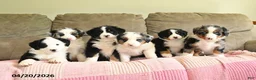 Mixed Breed dogs for sale: Buttercup - Ad 5