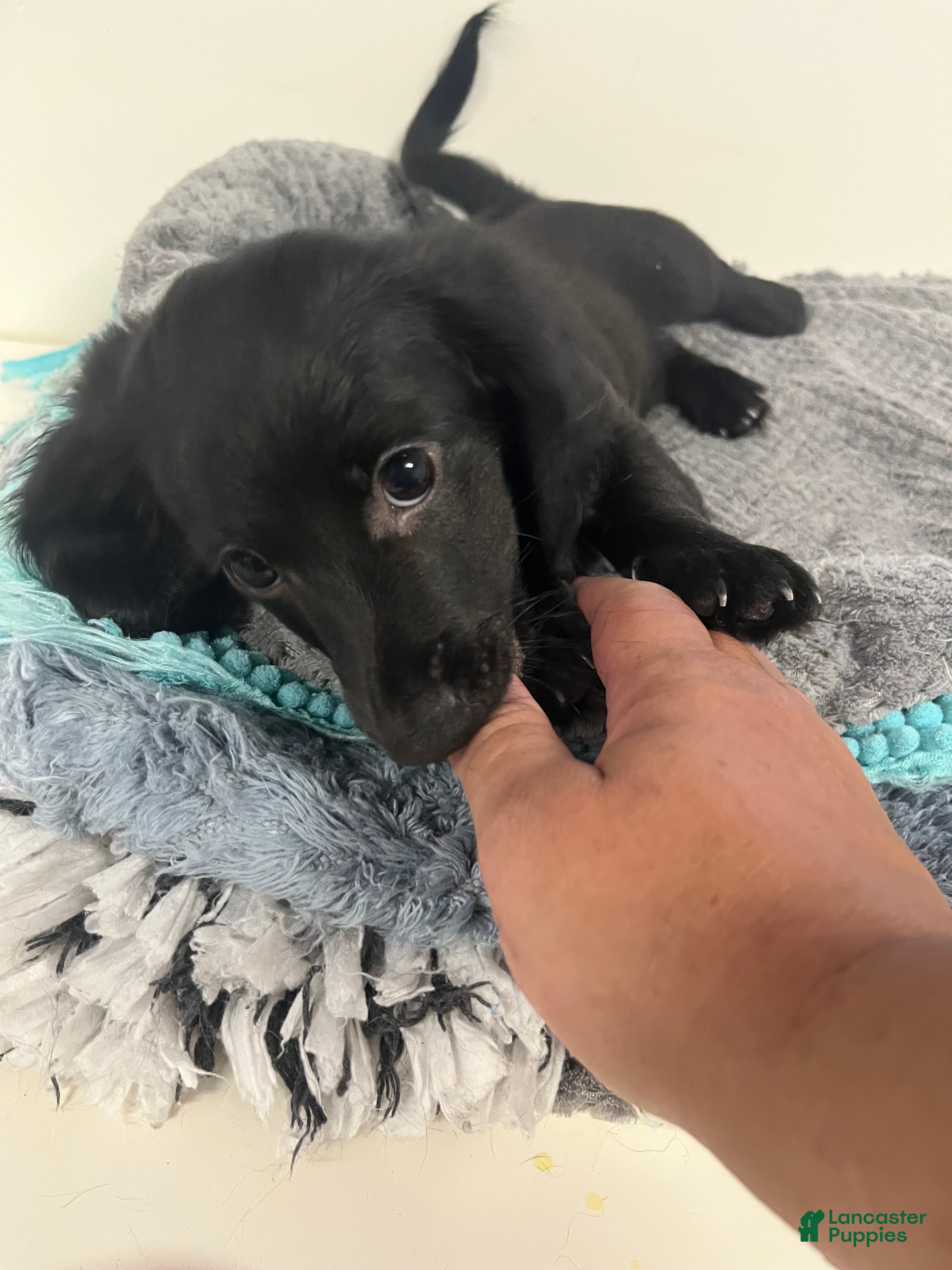 Miniature Dachshund dogs James - Ad 2