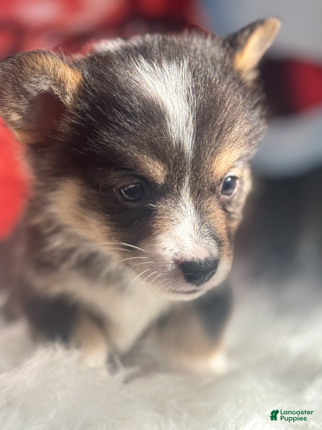 Welsh Corgi Pembroke dogs for sale: Jingle - Ad 3