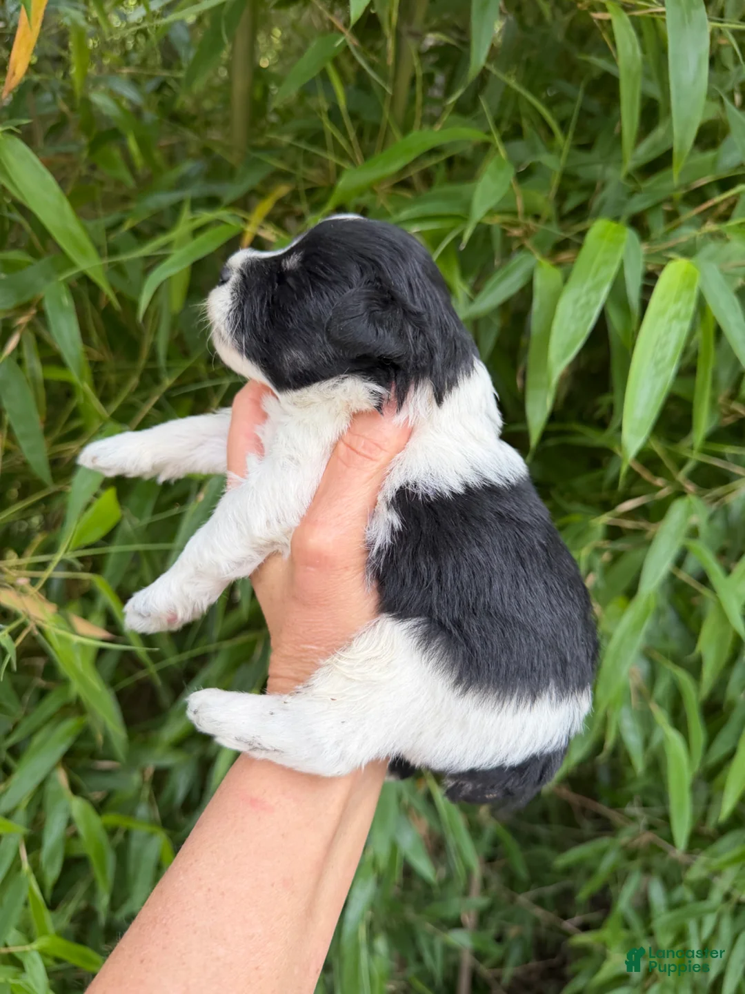 Miniature Schnauzer dogs for sale: Miniature Schnauzer Puppy 2 - Ad 4