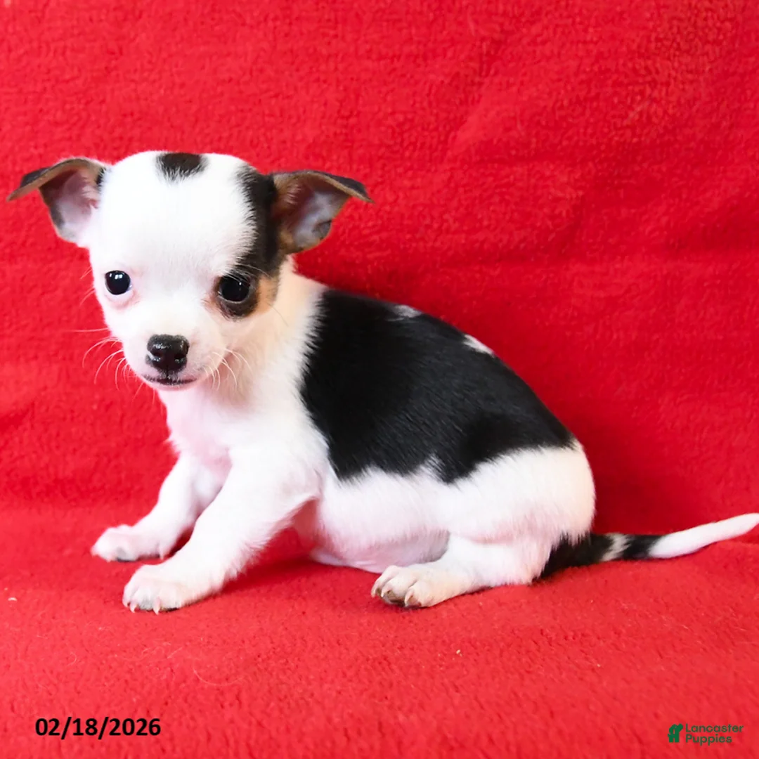 Chihuahua dogs for sale: Nico - Ad 2