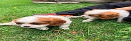 Cavalier King Charles Spaniel dogs for sale: Curly - Ad 3