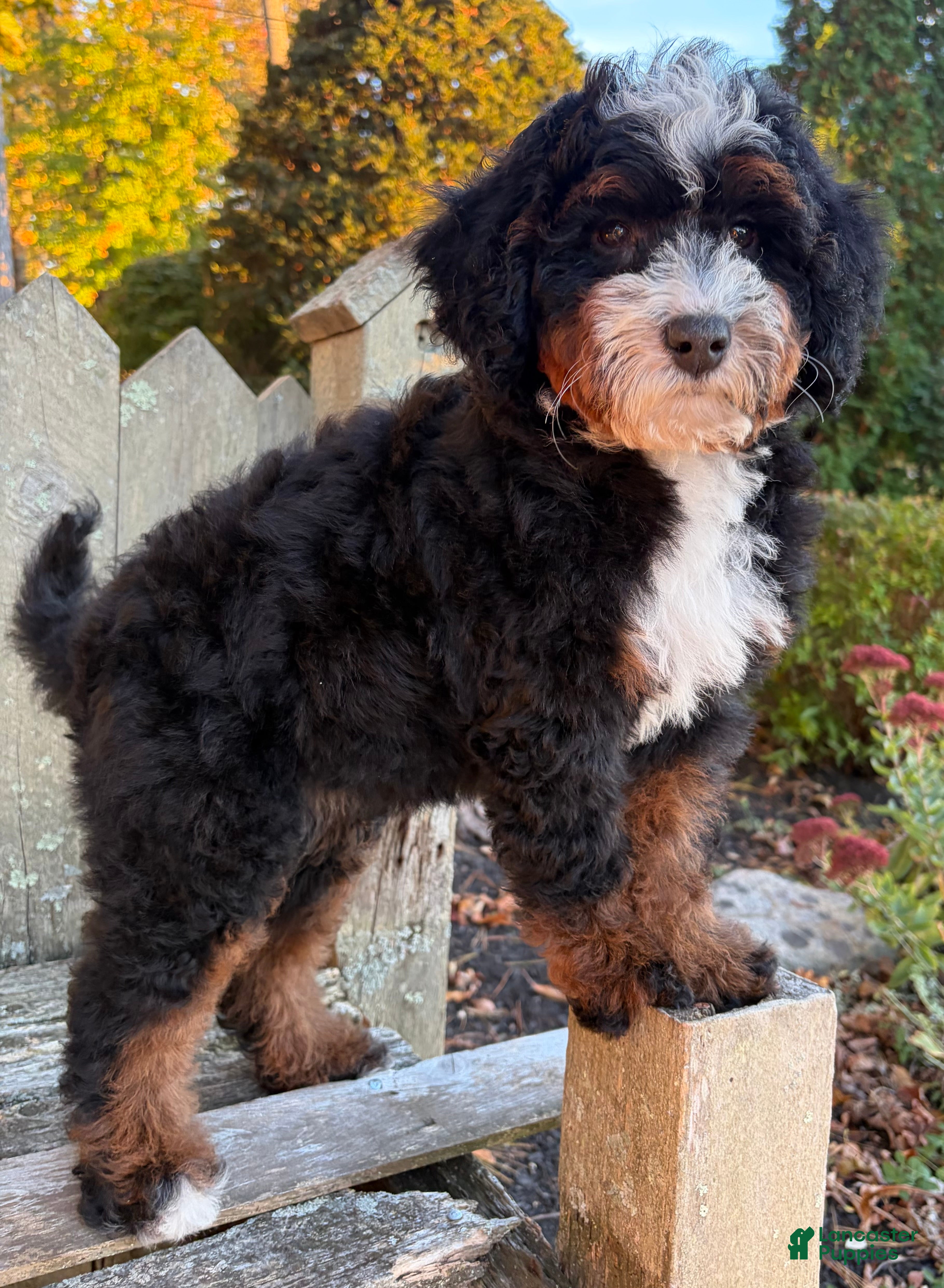 Mini Bernedoodle dogs for sale: 🍫IN BOSTON MASSACHUSETTS AREA🍫TRADITIONAL TRI COLOR🍫MINI BERNEDOODLE GIRL🍫 - Ad 2