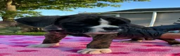 Boxer dogs for sale: Boxer 3 Princess  - Ad 6