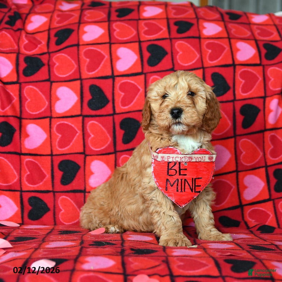 Mini Goldendoodle dogs Flash  - Ad 2