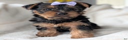 Yorkshire Terrier dogs for sale: Elsa - Ad 1