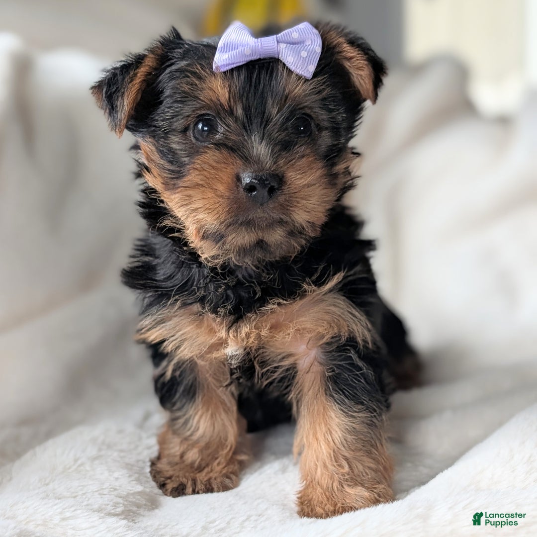 Yorkshire Terrier dogs for sale: Elsa - Ad 1
