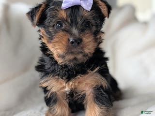 Yorkshire Terrier dogs Elsa - Ad 33