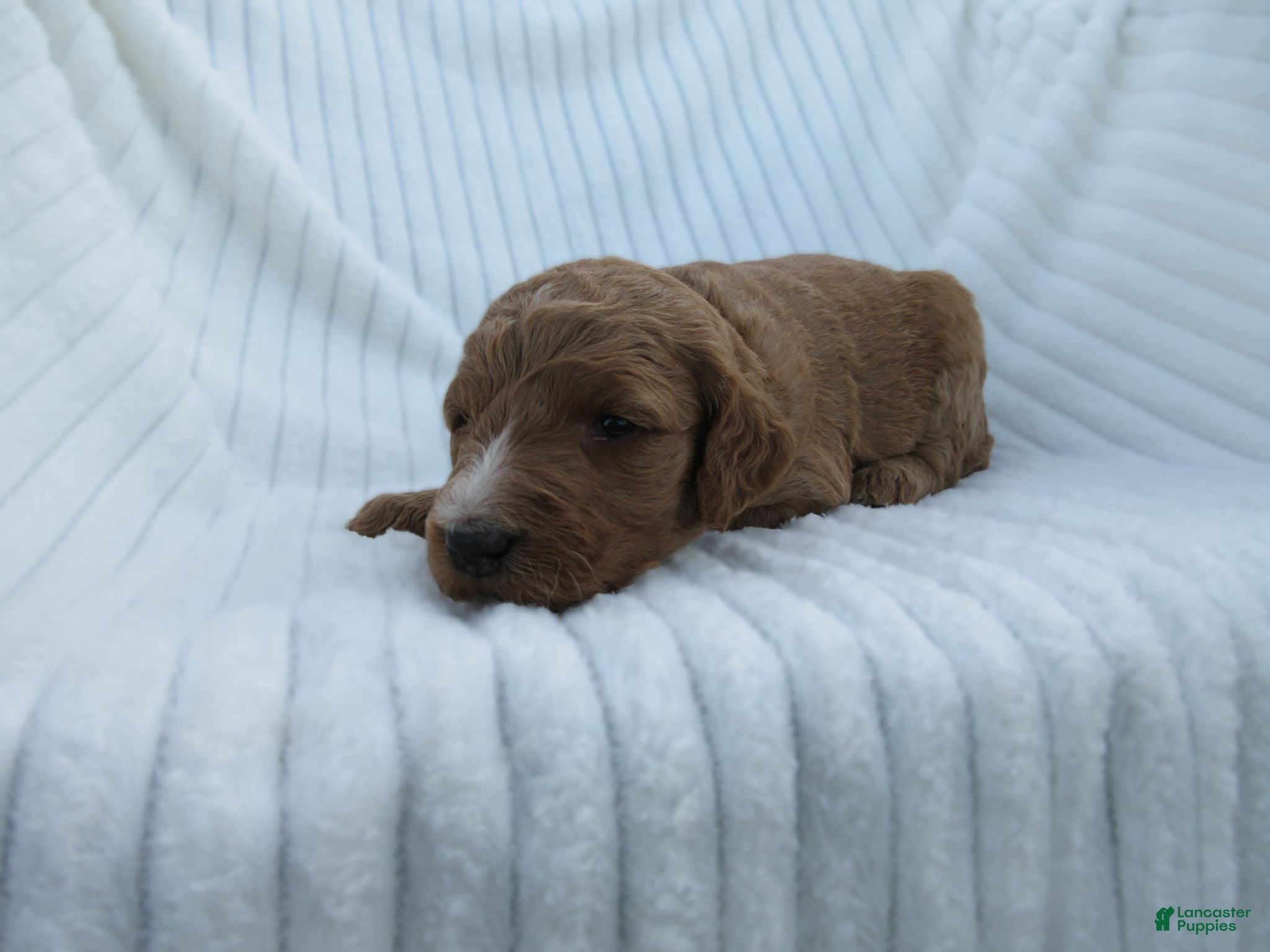 Goldendoodle dogs Ruby - Ad 1