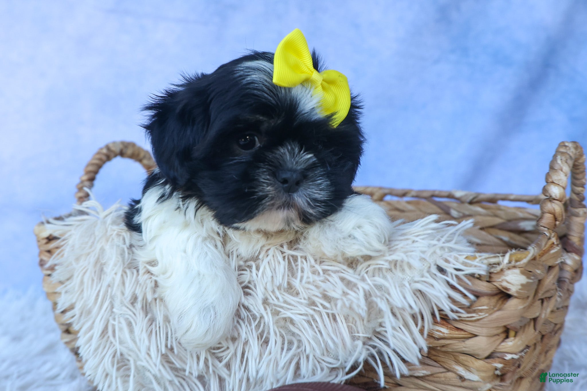 Shih Tzu dogs SASHA - Ad 1