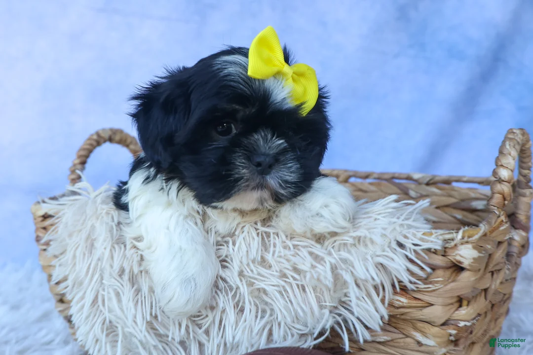 Shih Tzu dogs for sale: SASHA - Ad 1