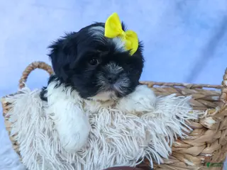Shih Tzu dogs for sale: SASHA - Ad 2