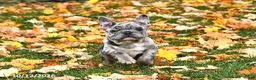 French Bulldog dogs for sale: Winnie - Ad 5
