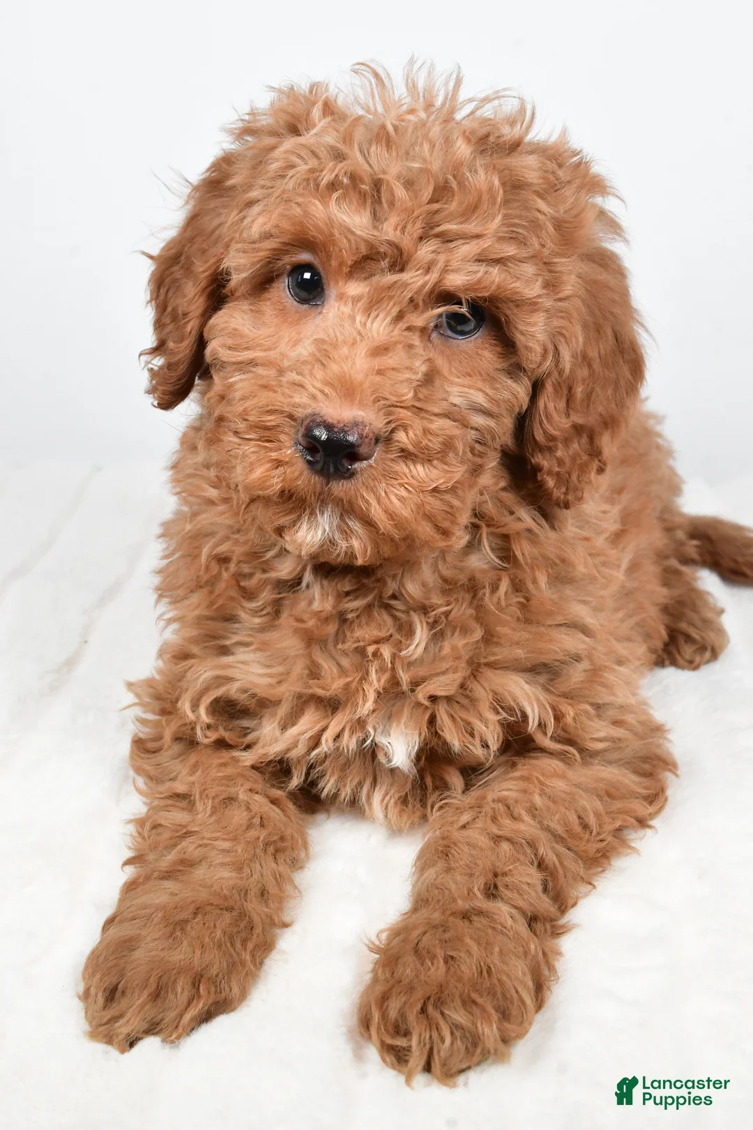 Mini Goldendoodle dogs for sale: Nicky - Ad 7