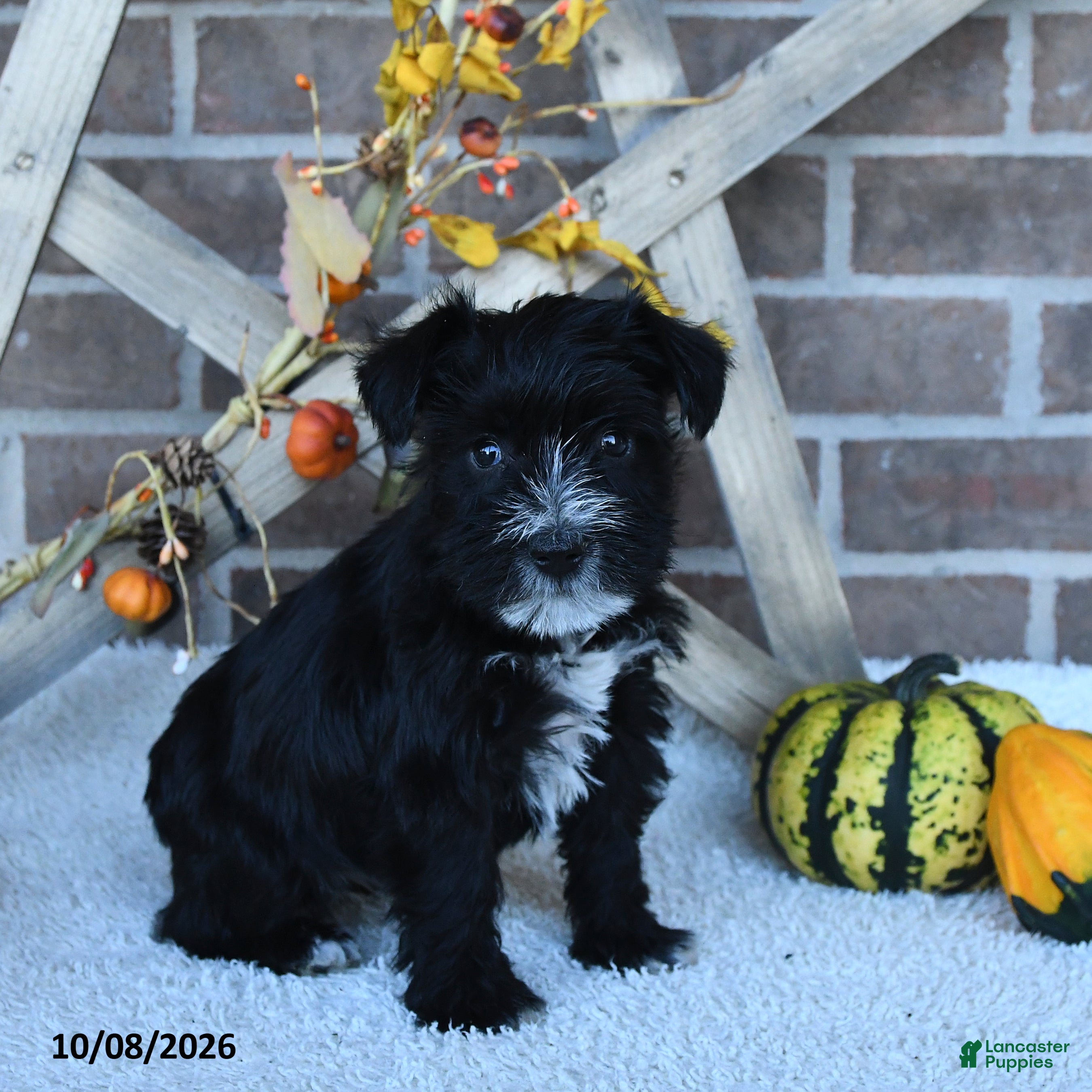 Miniature Schnauzer dogs Ava  - Ad 2