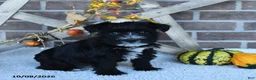 Miniature Schnauzer dogs for sale: Ava  - Ad 2