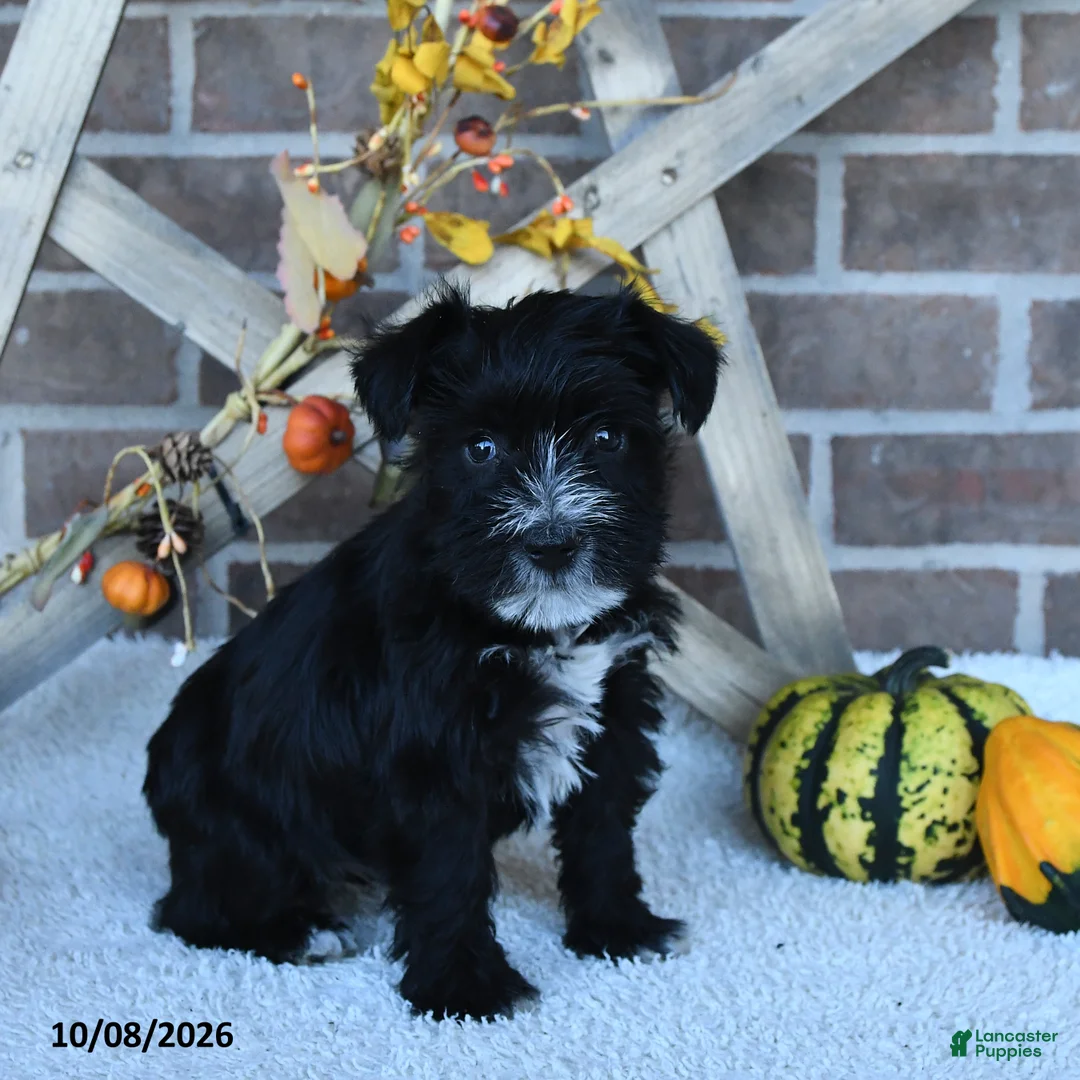 Miniature Schnauzer dogs for sale: Ava  - Ad 2