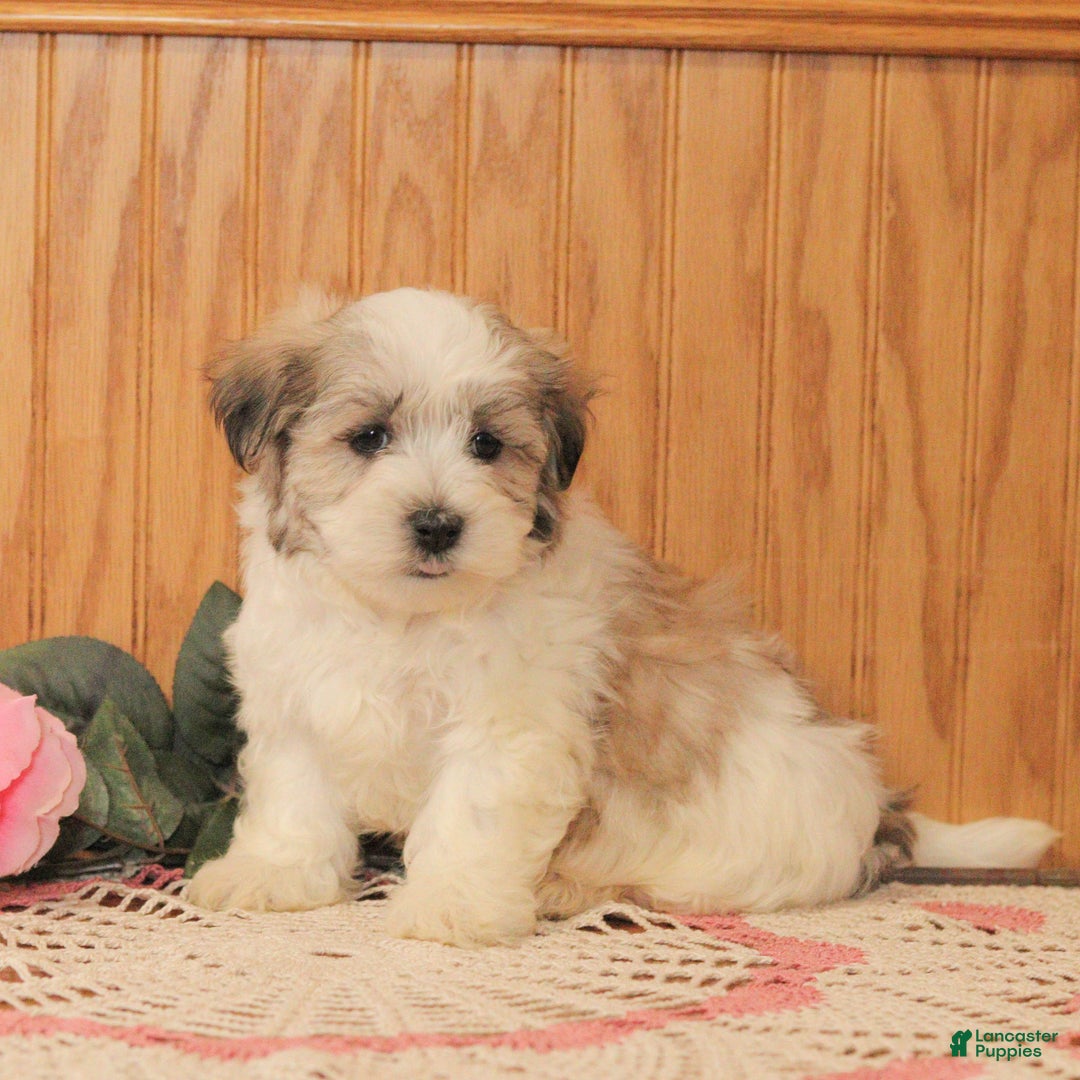 Malshi dogs for sale: Jasper - Ad 3