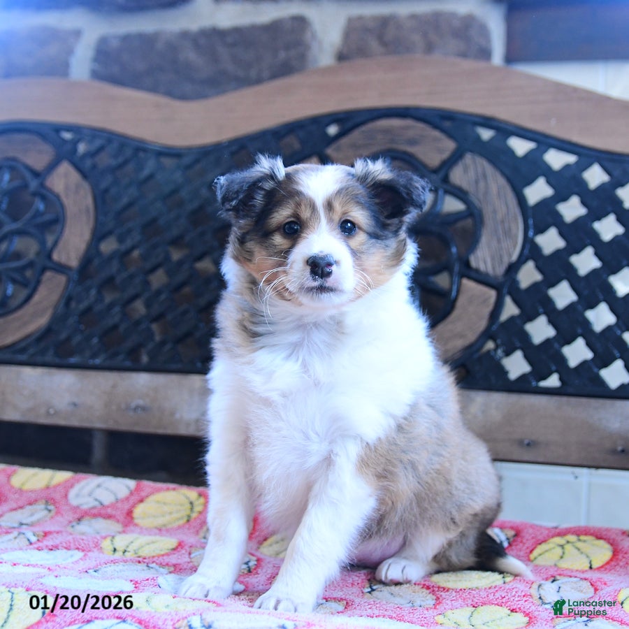 Shetland Sheepdog dogs Dixie - Ad 8