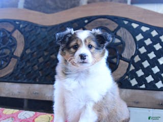 Shetland Sheepdog dogs Dixie - Ad 9