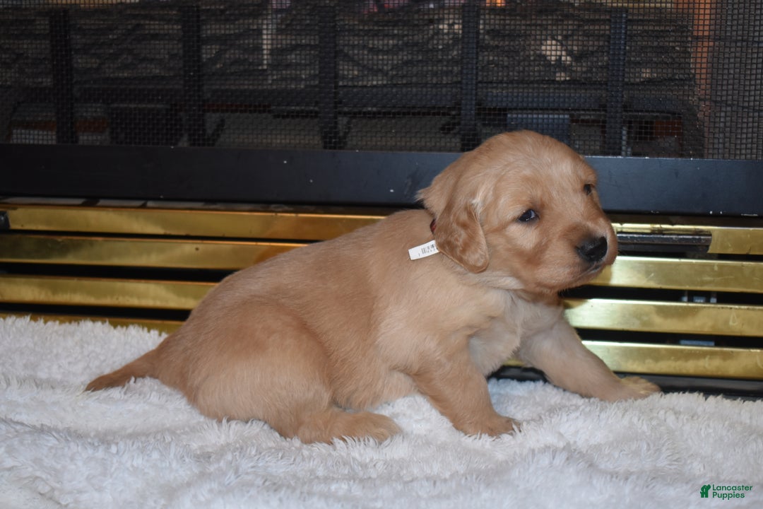 Golden Retriever dogs for sale: Ginger - Ad 1