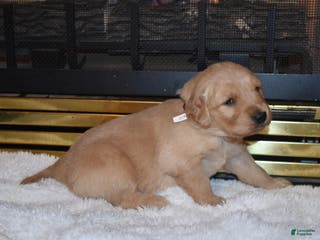 Golden Retriever dogs Ginger - Ad 15