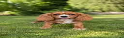 Cavalier King Charles Spaniel dogs for sale:  Nova🎀 - Ad 22