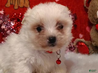 Maltese dogs Peg - Peg - Ad 35