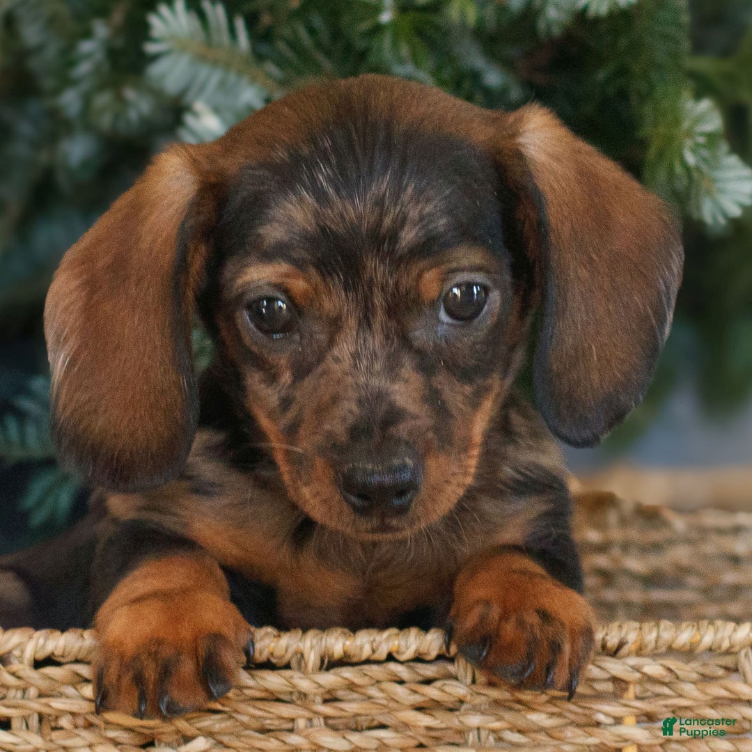 Miniature Dachshund dogs for sale: Harper  - Ad 3