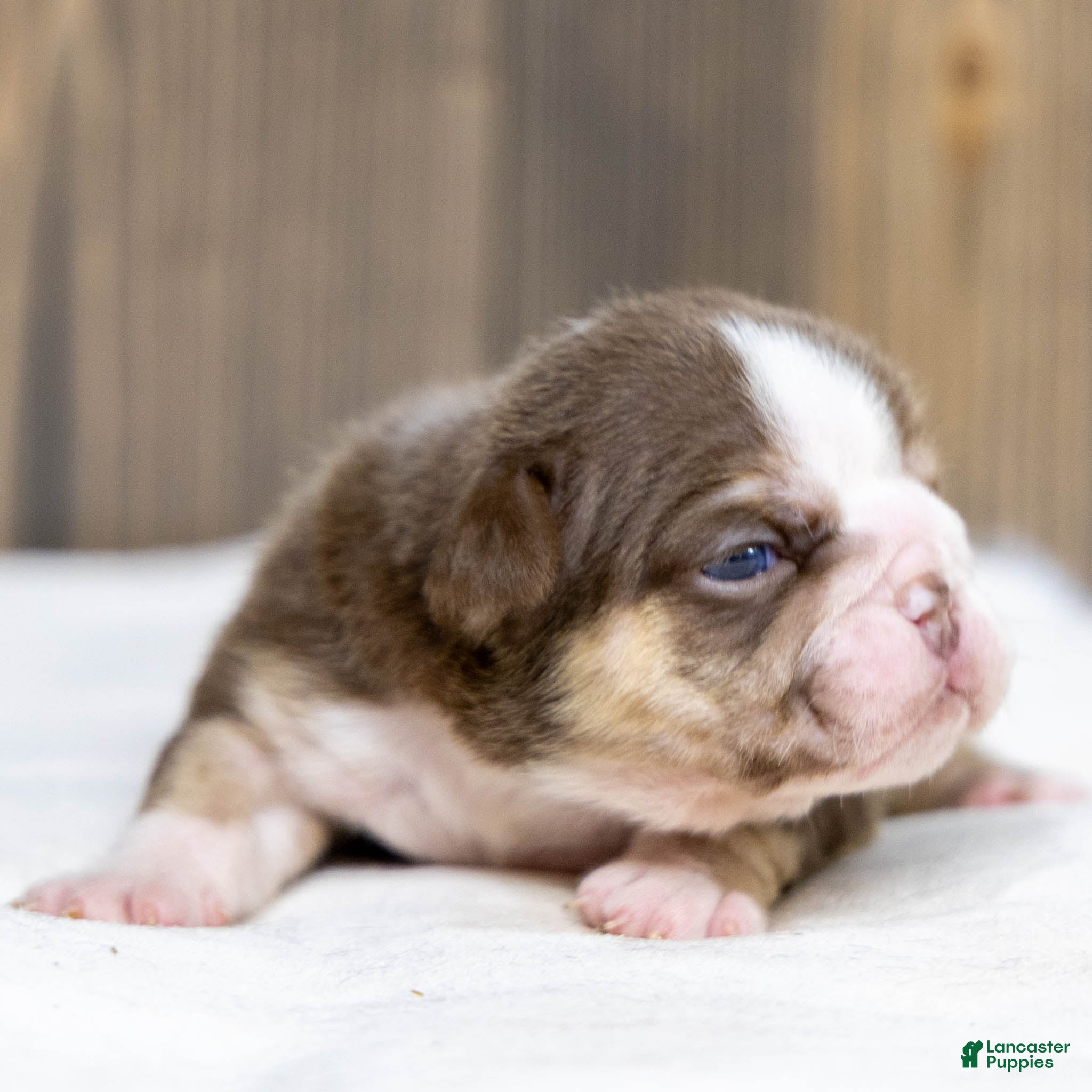 English Bulldog dogs Marina Mocha English Bulldog Puppy  - Ad 1