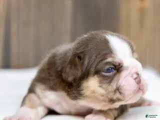 English Bulldog dogs for sale: Marina Mocha English Bulldog Puppy - Ad 3