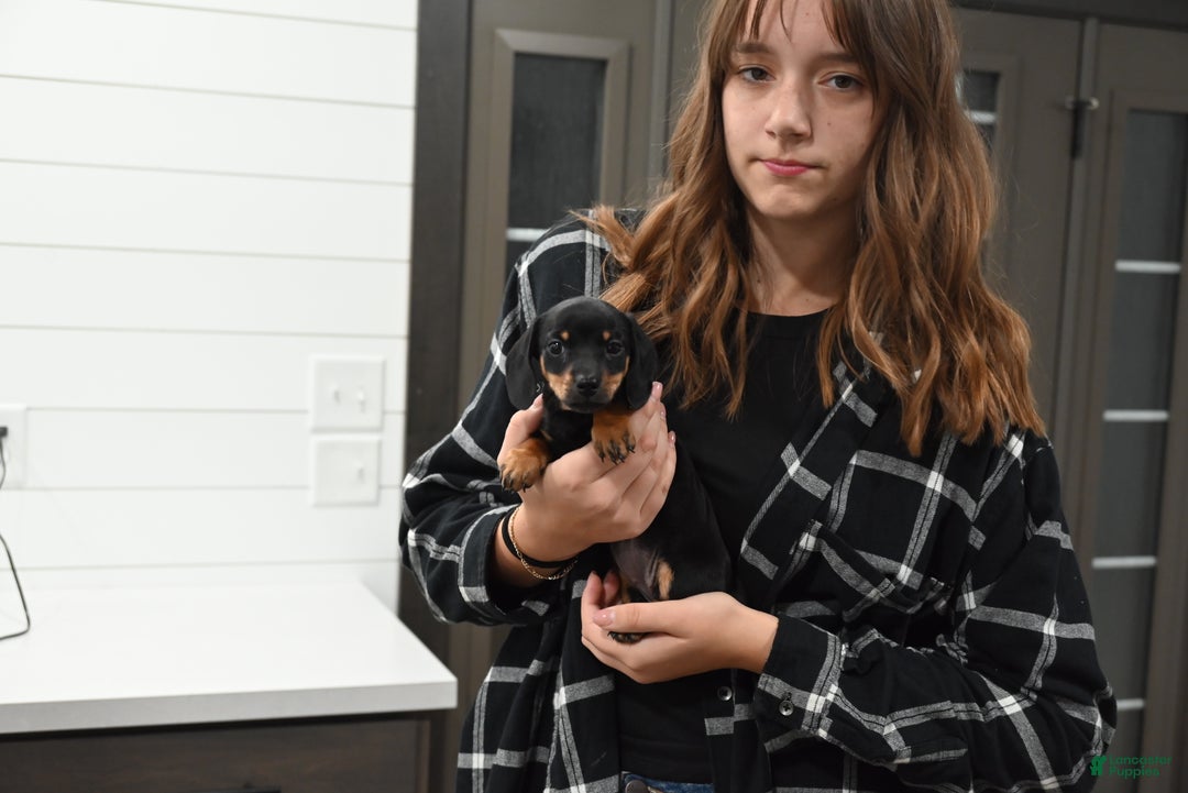 Miniature Dachshund dogs for sale: Joy - Ad 4