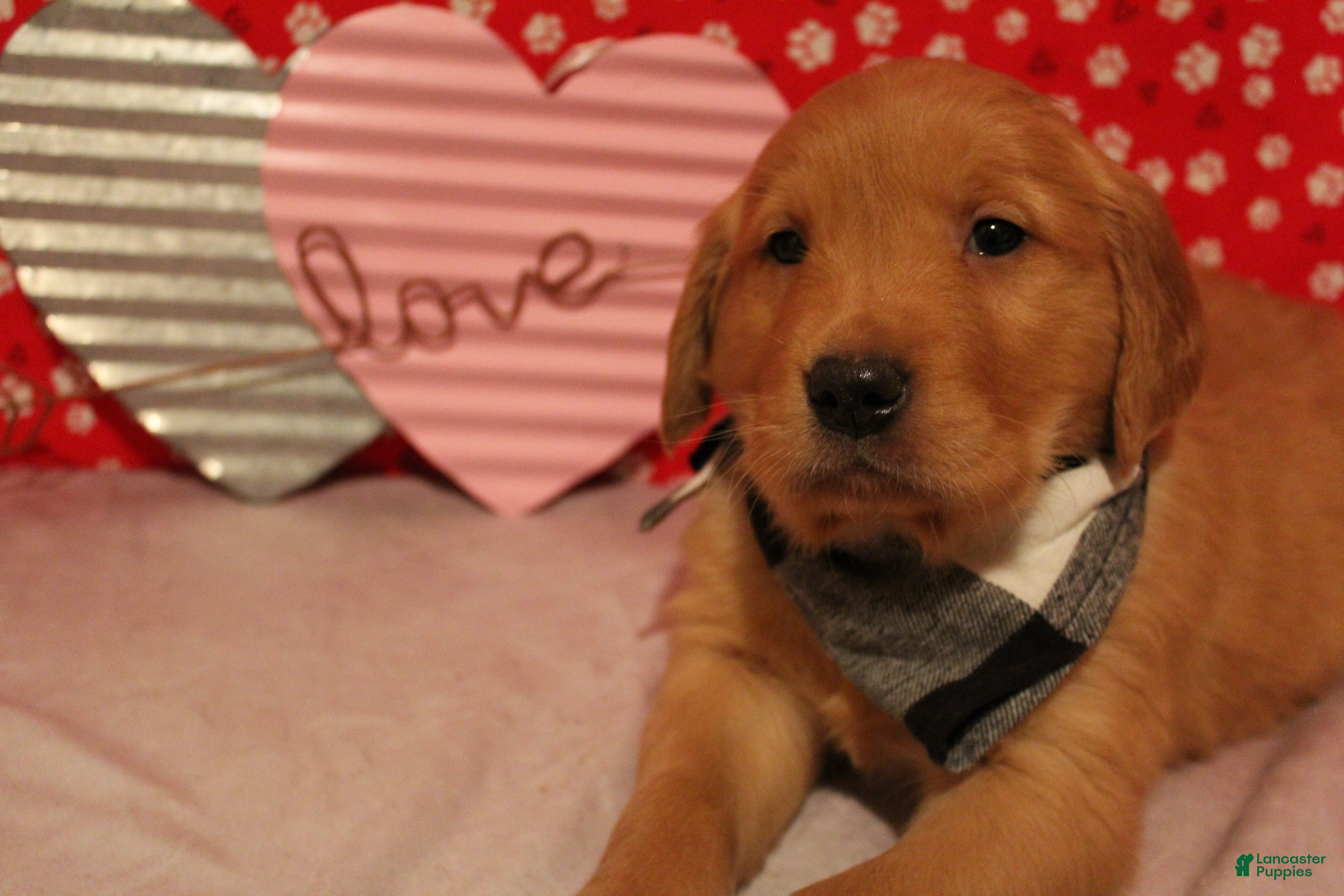 Golden Retriever dogs for sale: Finn - Ad 1