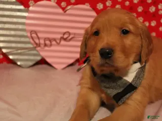 Golden Retriever dogs for sale: Finn - Ad 1