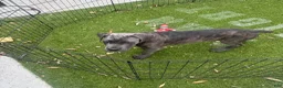 Cane Corso dogs for sale: Gray brindle  - Ad 1