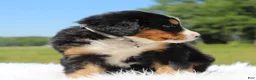 Bernese Mountain Dog dogs for sale: Honey - Ad 3