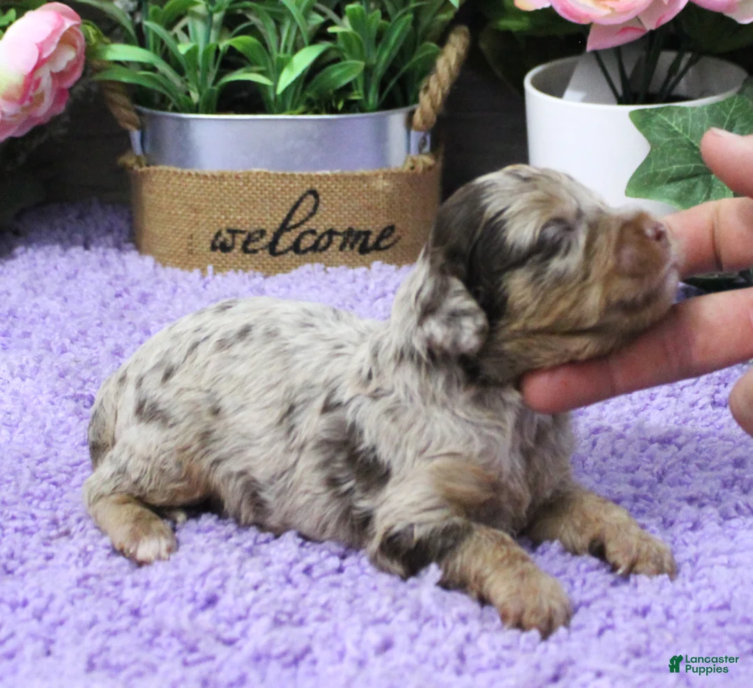 Cavapoo dogs for sale: #3 Male (Dawn's) - Ad 2