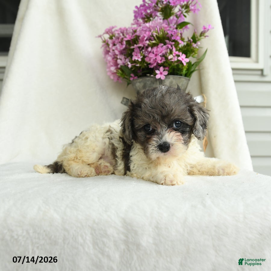 Cavapoo dogs Francise - Ad 2