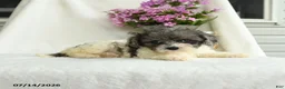 Cavapoo dogs for sale: Francise - Ad 2