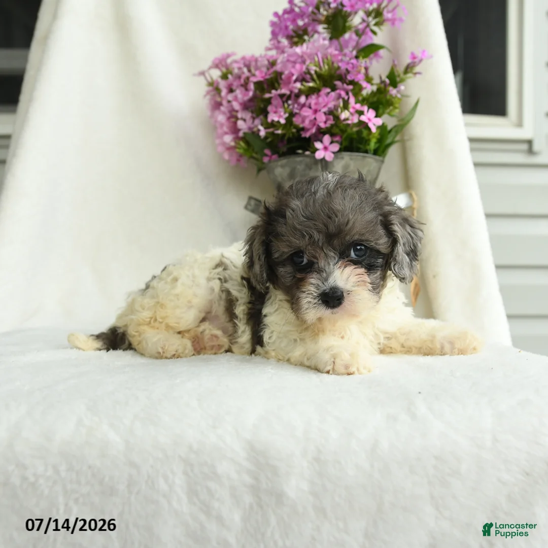 Cavapoo dogs for sale: Francise - Ad 2