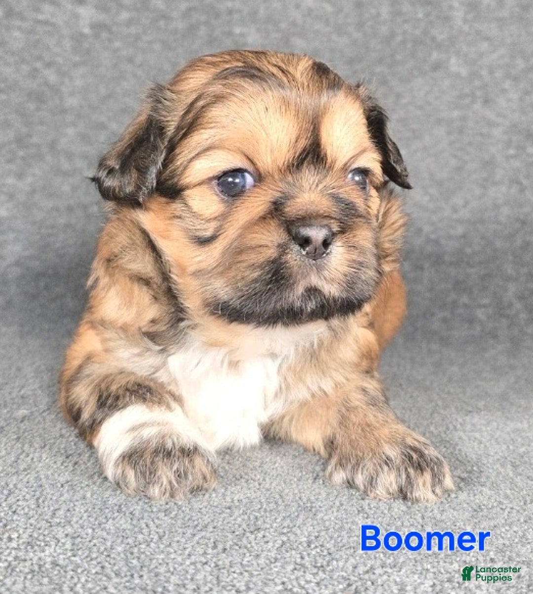 Shih Tzu dogs for sale: Boomer - Ad 3