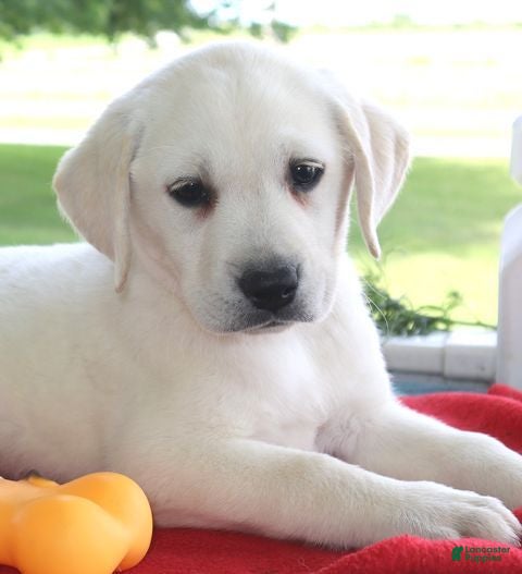 Labrador Retriever dogs Misty - Champ lines - Ad 2