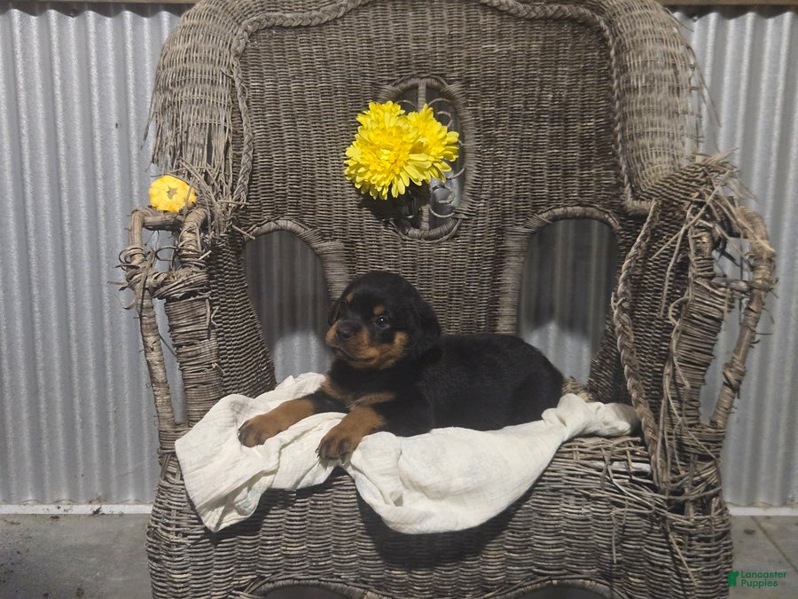 Rottweiler dogs Tommy - Ad 1