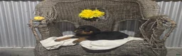 Rottweiler dogs for sale: Tommy - Ad 1