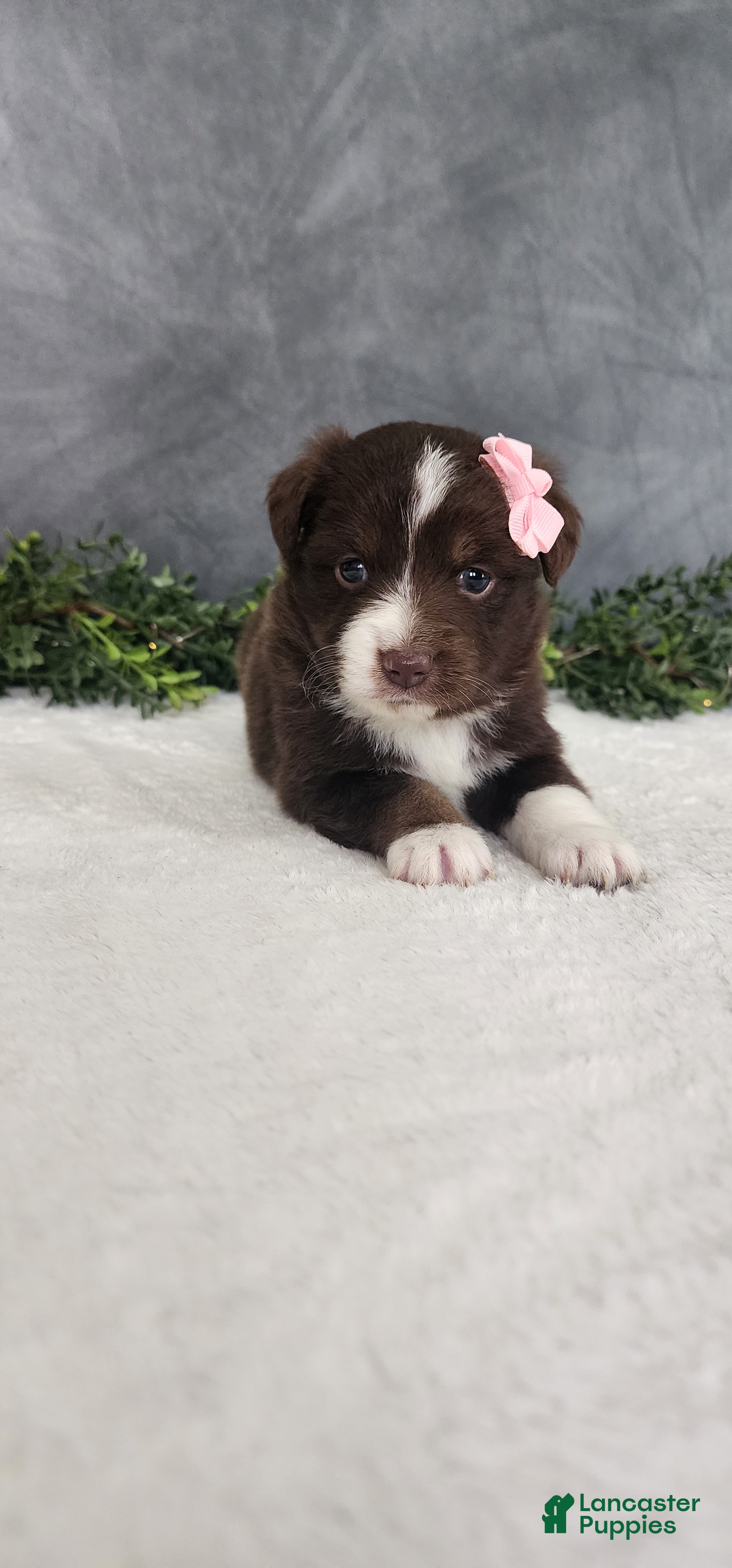 Miniature Australian Shepherd dogs Daisy  - Ad 2