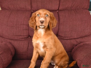 Irish Setter dogs - Ad 1