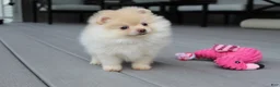 Pomeranian dogs for sale: Cassie - Ad 8