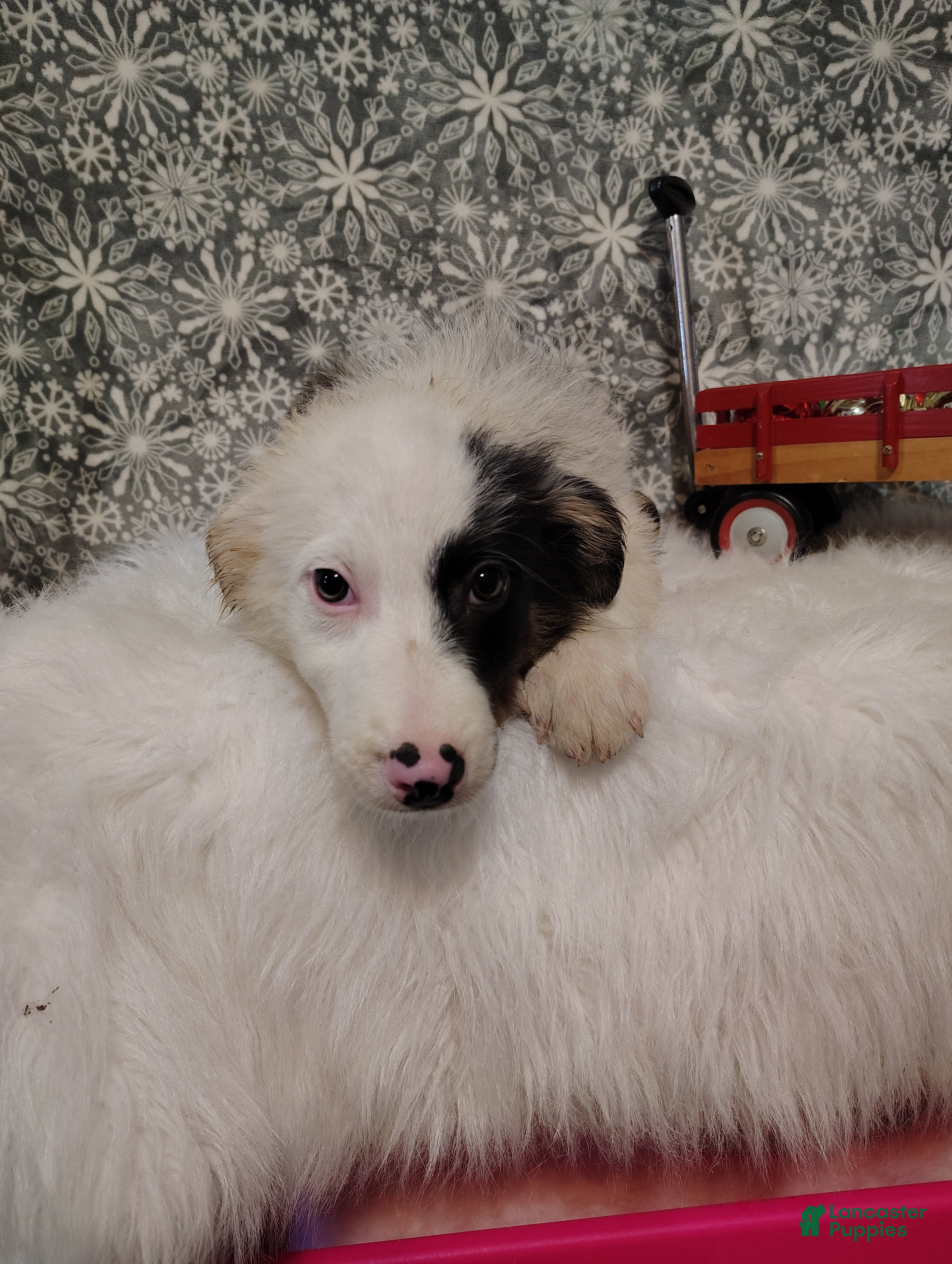 Australian Shepherd dogs Coffee - Ad 17