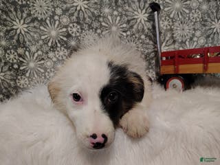 Australian Shepherd dogs Coffee - Ad 30